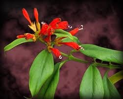 img-plant Aeschynanthus