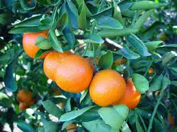 Agrumes