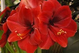 img-plant Amaryllis