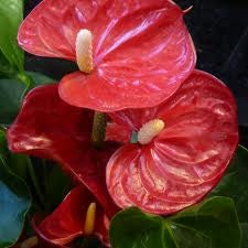 img-plant Anthurium