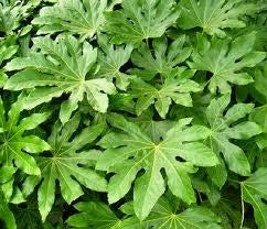 img-plant Aralia