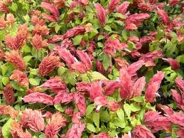 img-plant Beloperone