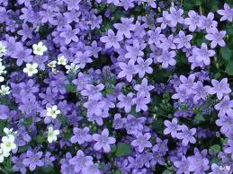 Campanule