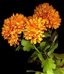 Chrysanthème