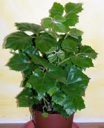 Cissus