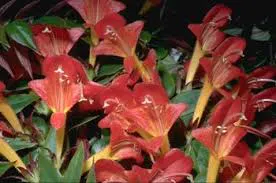Columnea