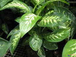 Dieffenbachia