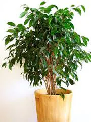 Ficus