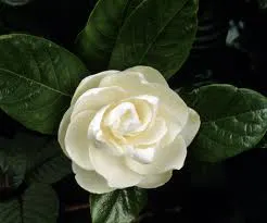 Gardenia