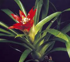 Guzmania