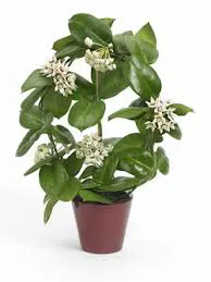 Hoya