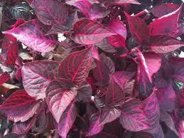 Iresine Alternanthera