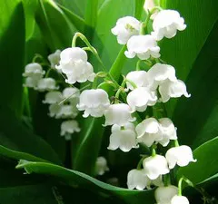 Muguet