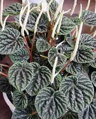 Peperomia Caperata
