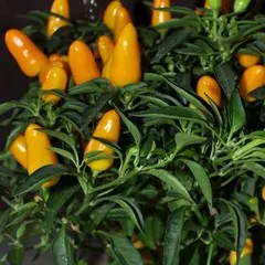 Piment