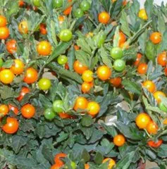Pommier d’amour
