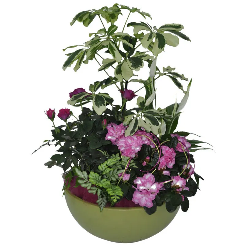 SARDAIGNE (coupe de plantes)