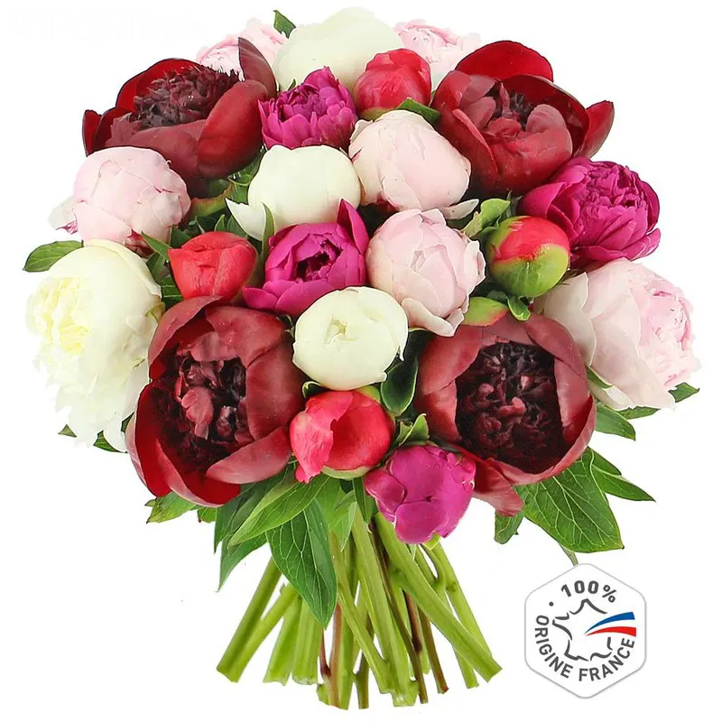 Pivoines multicolores