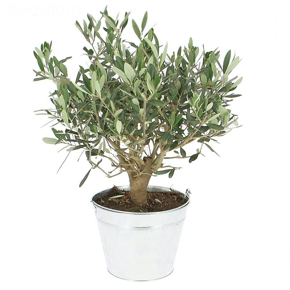 img-product Olivier en pot