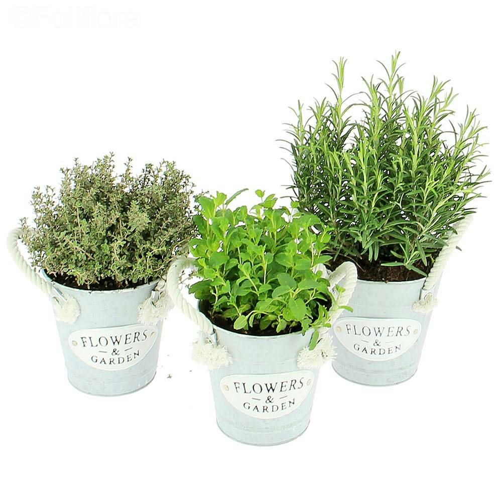 img-product Trio plantes aromatiques