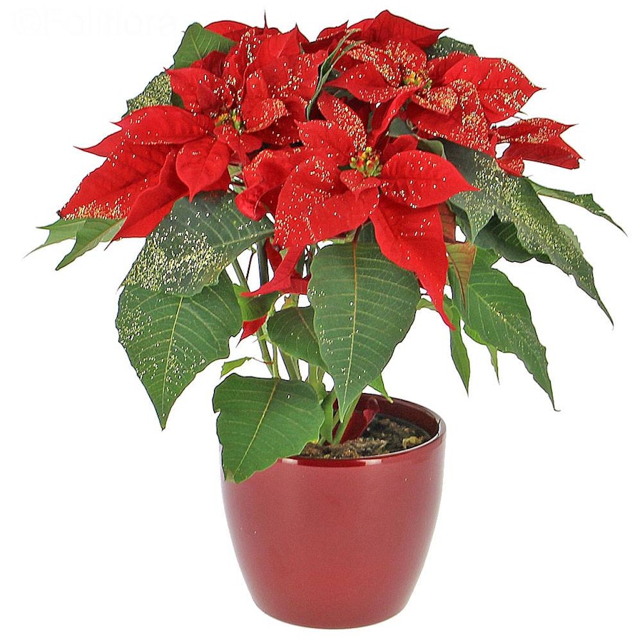 Livraison fleurs Poinsettia pailleté Vente en ligne Fleur et Fleurs