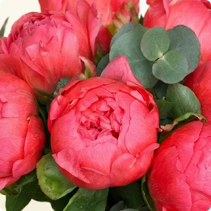 Pivoines Corail — photo 3