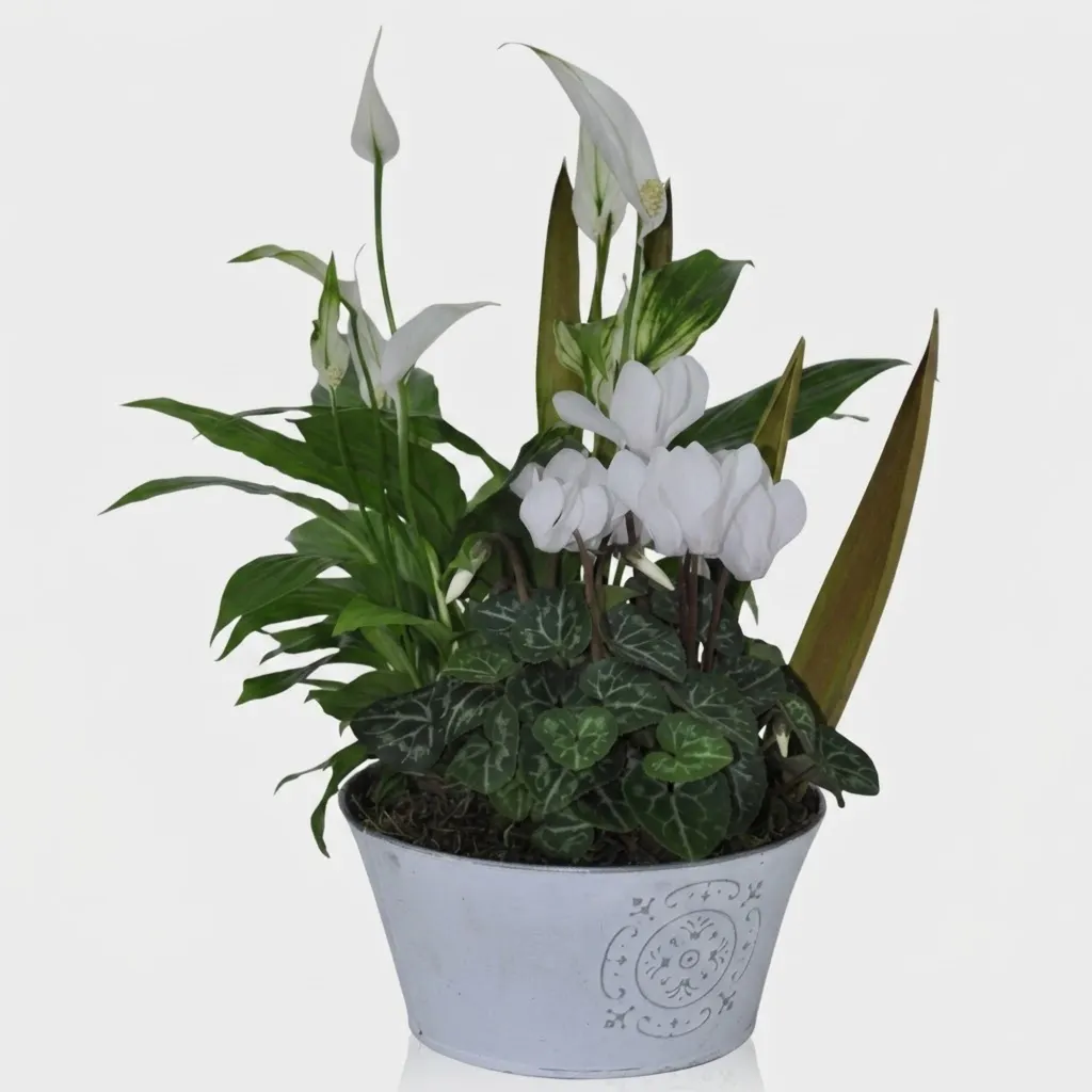 BABYLONE (coupe de plantes)
