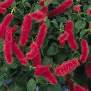 Acalypha