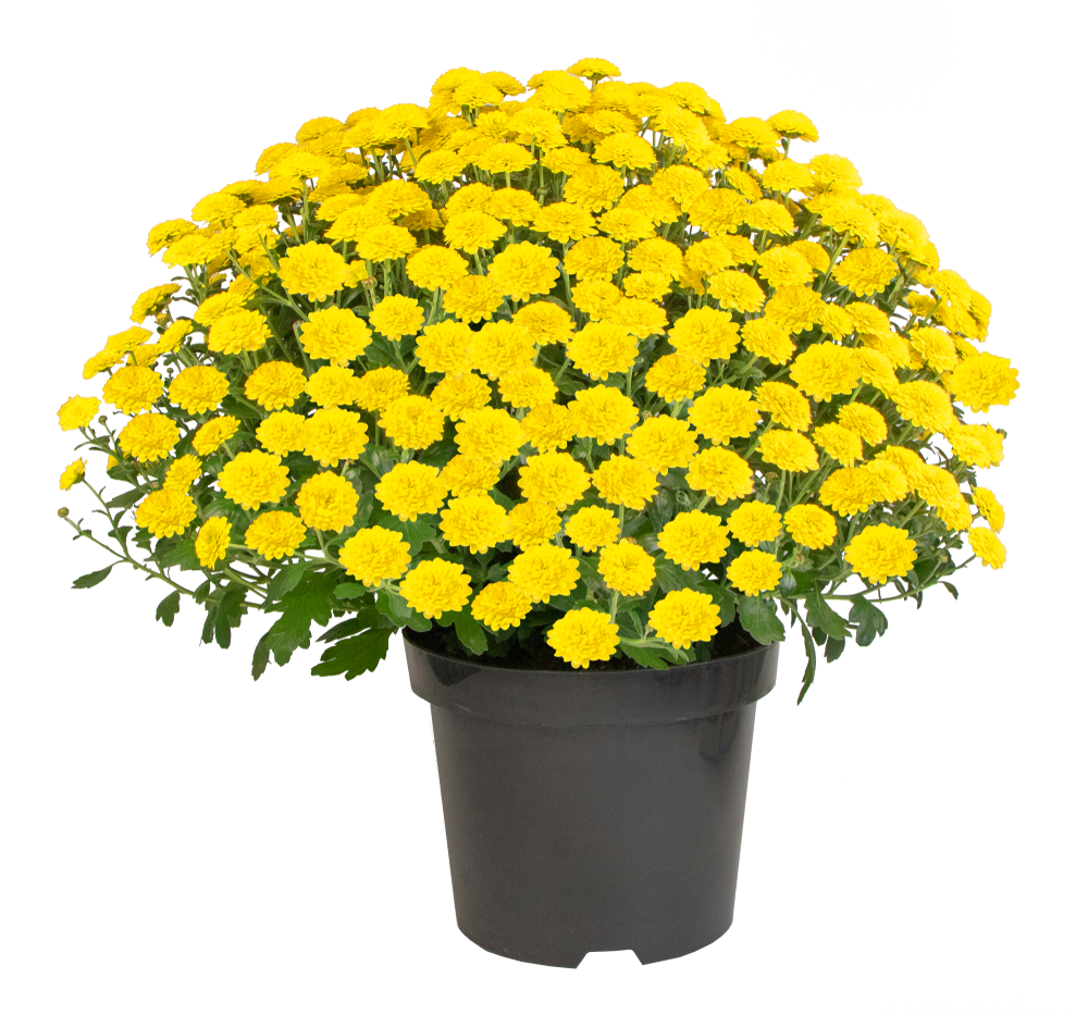 Livraison fleurs Chrysanthème pomponette | Vente en ligne Fleur et Fleurs