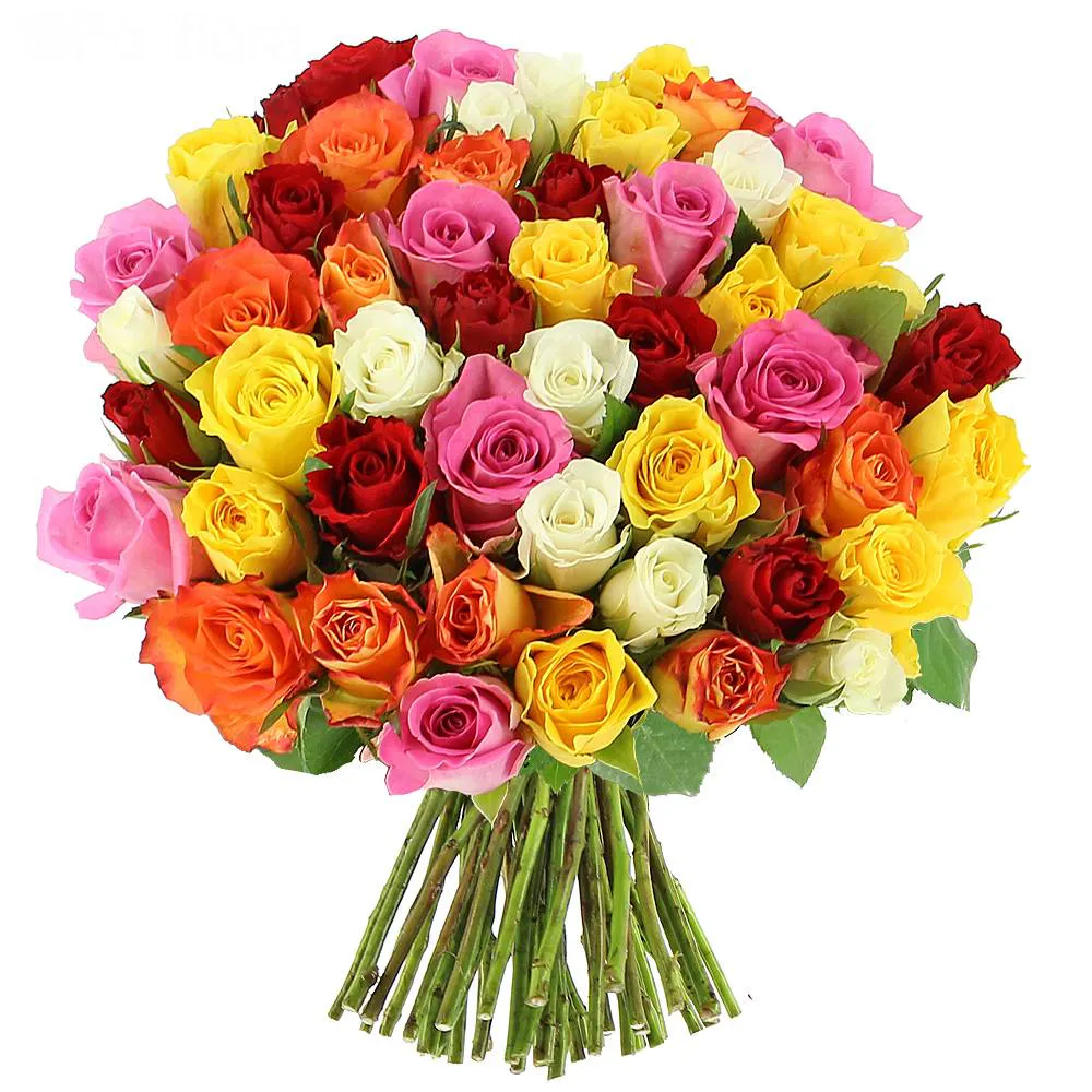 Roses multicolores
