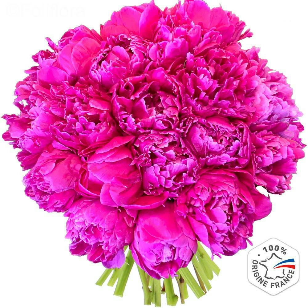 img-product Flamboyantes pivoines