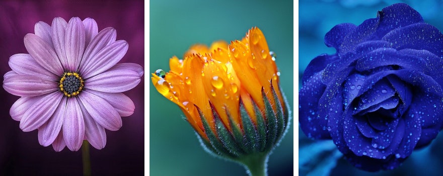 Comment connaître sa fleur de Naissance | Vente en ligne Fleur et Fleurs