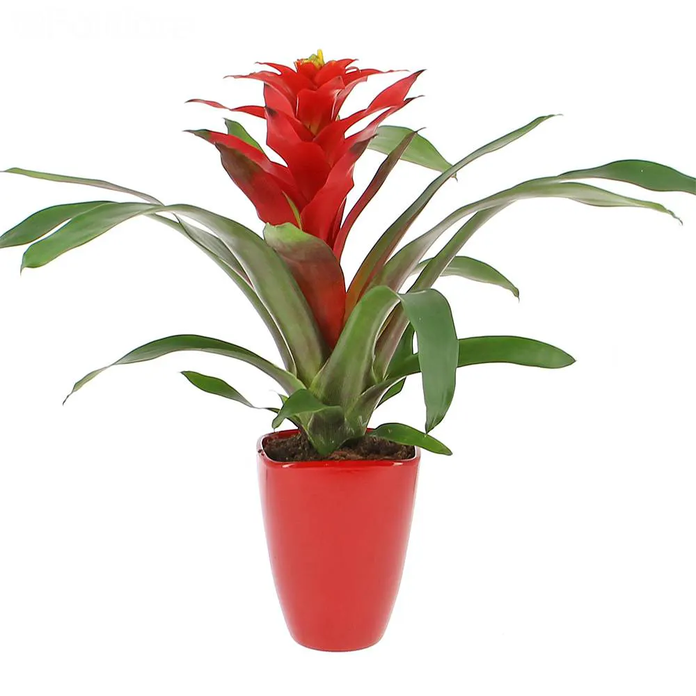 Guzmania