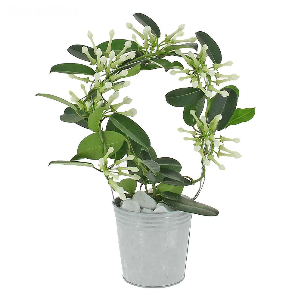 Jasmin