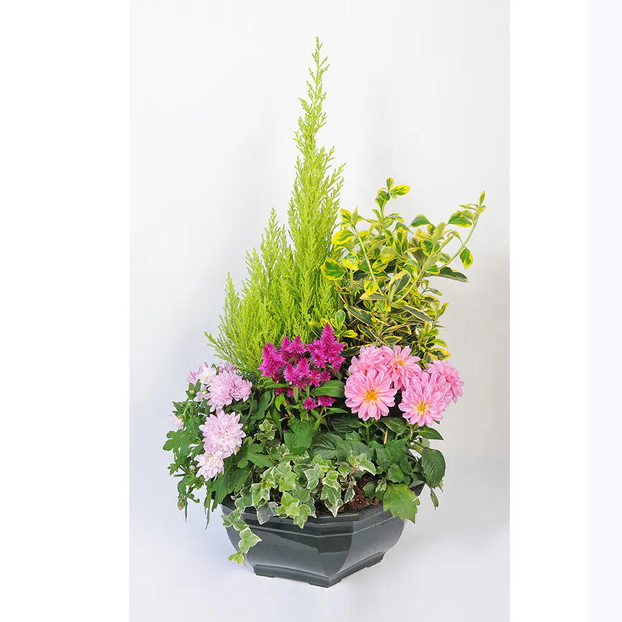 SYRACUSE (Plantes tons pastels)