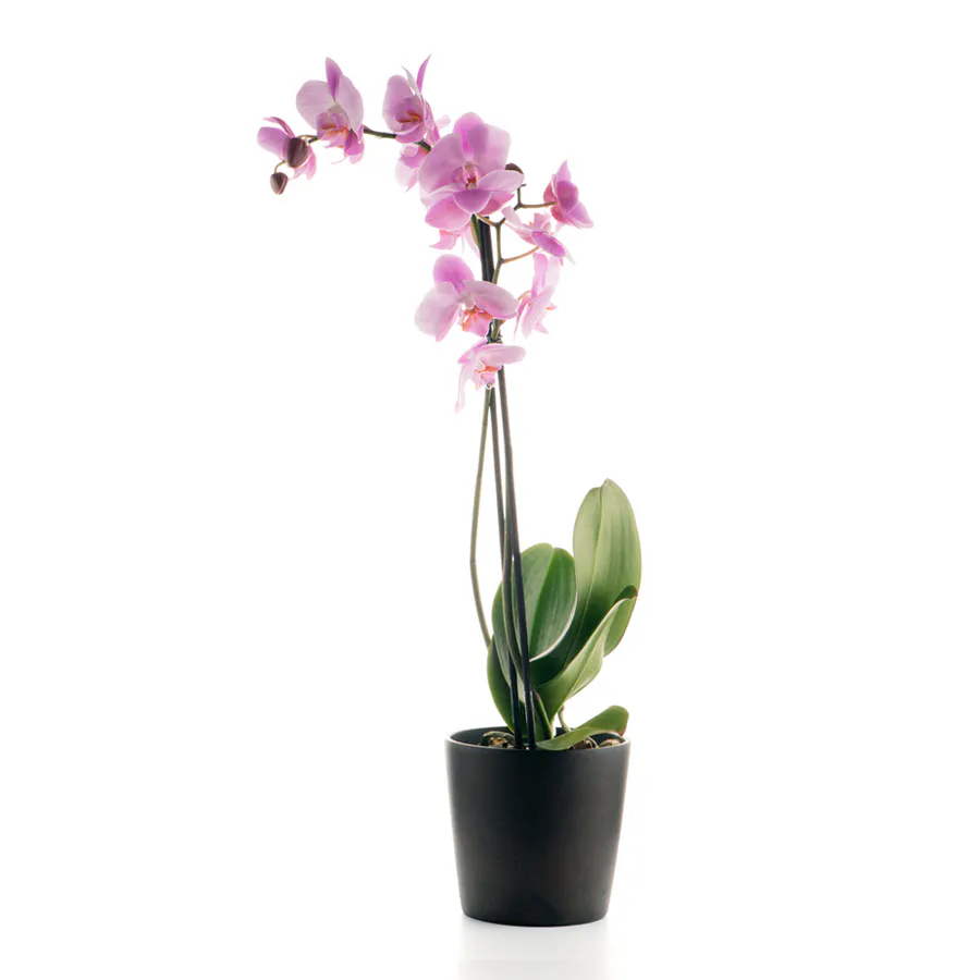 Orchidée mouchetée
