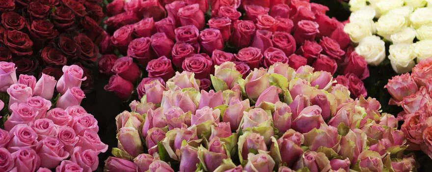 Les roses, une couleur, une intention !