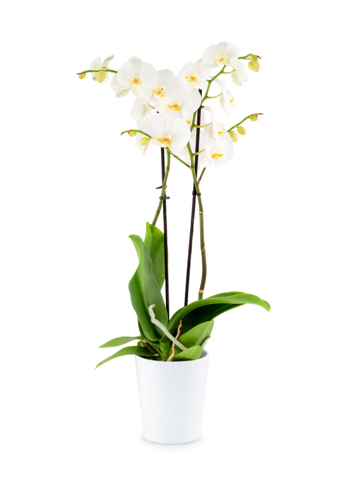 ORCHIDEE BLANCHE EN POT